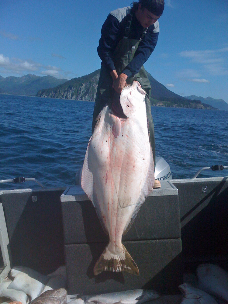 Amazing Halibut Trips In Alaska