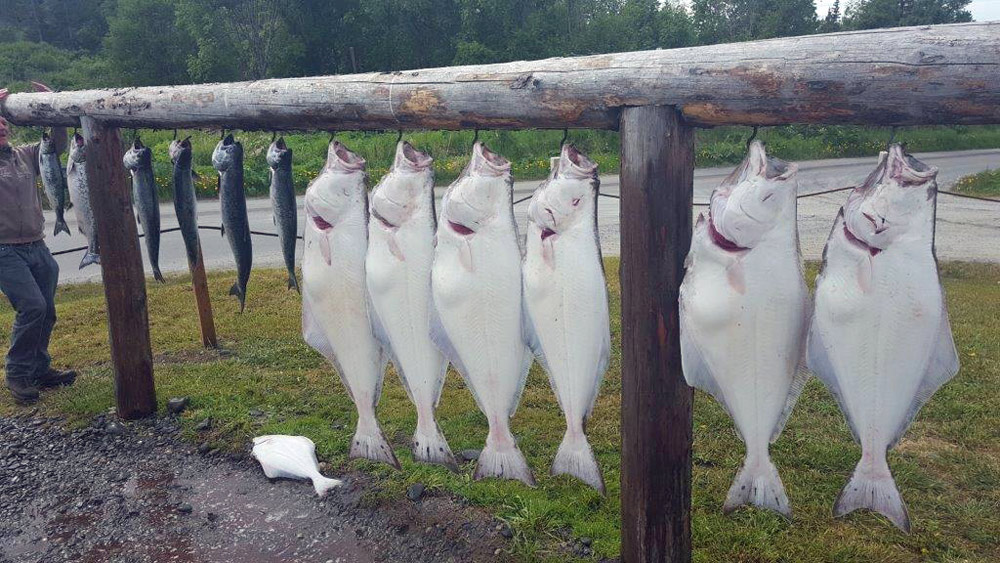 Halibut Trips In Alaska With Alaska Fishing And Lodging