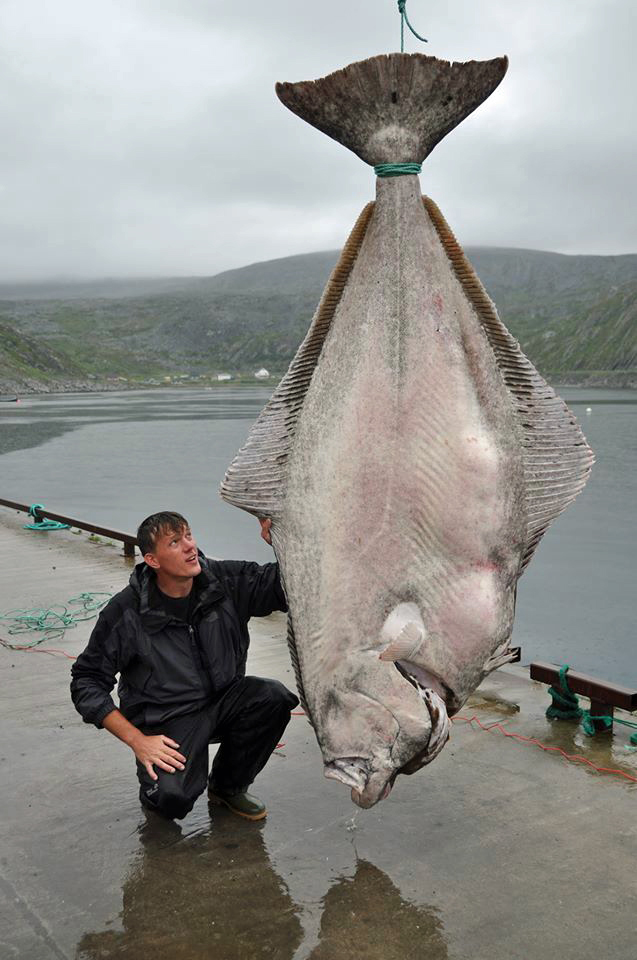 Huge Halibut Caught With Alaska Fishing And Lodging
