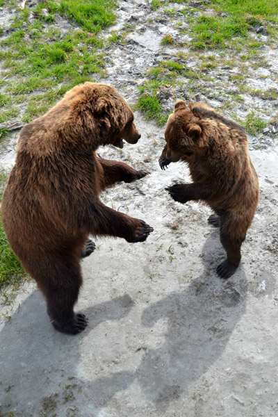 Alaska Bear Viewing Tours