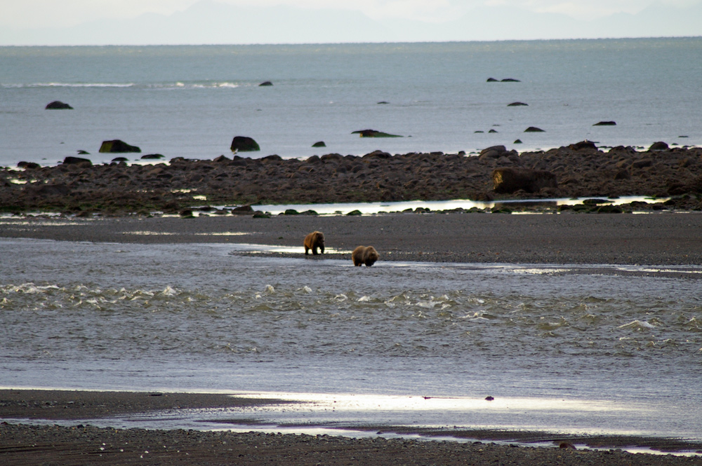 2 Brown Bears Fishing In Alaska River 1000