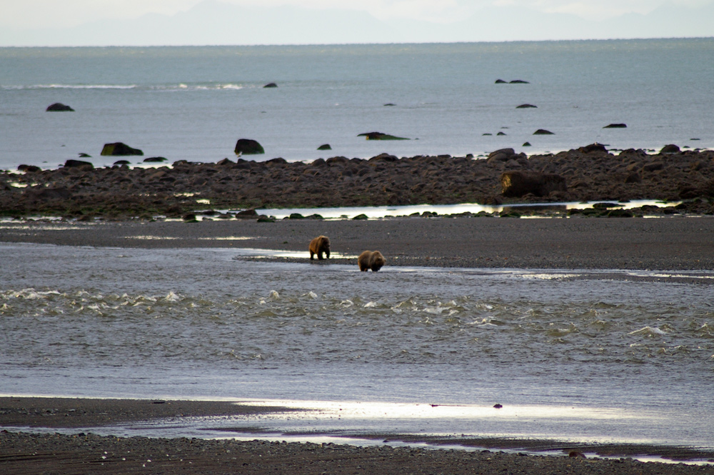 2 Brown Bears Fishing In Alaska River