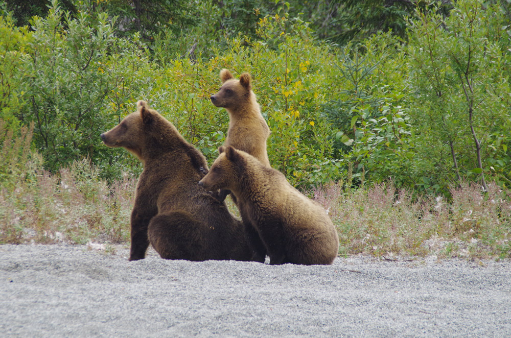 3 Cubs With Momma Brown Bear In Alaska 1000