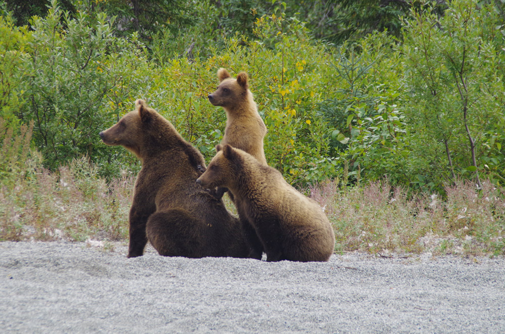 3 Cubs With Momma Brown Bear In Alaska