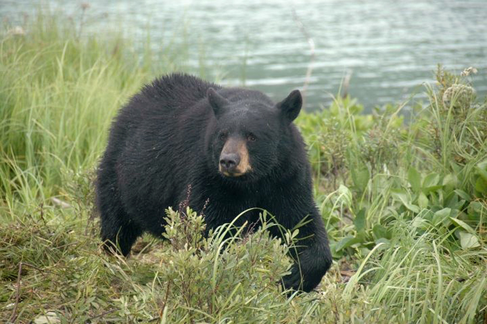 Alaska Black Bear Waling In Grass 1000