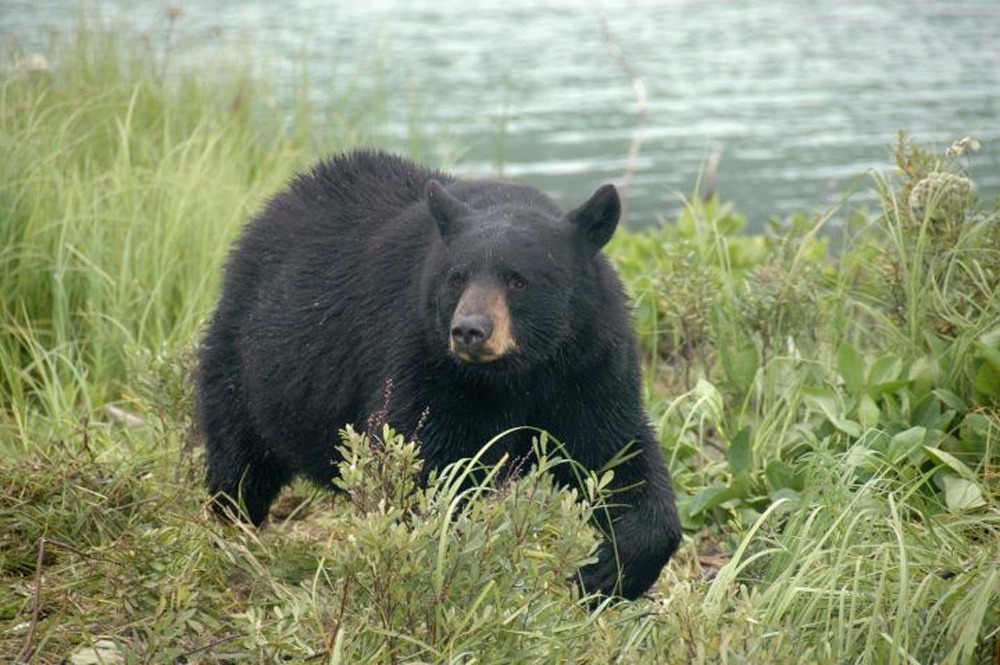 Alaska Black Bear Waling In Grass