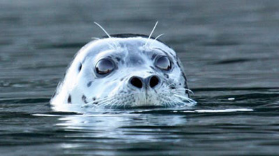 Alaska Kayak Tours