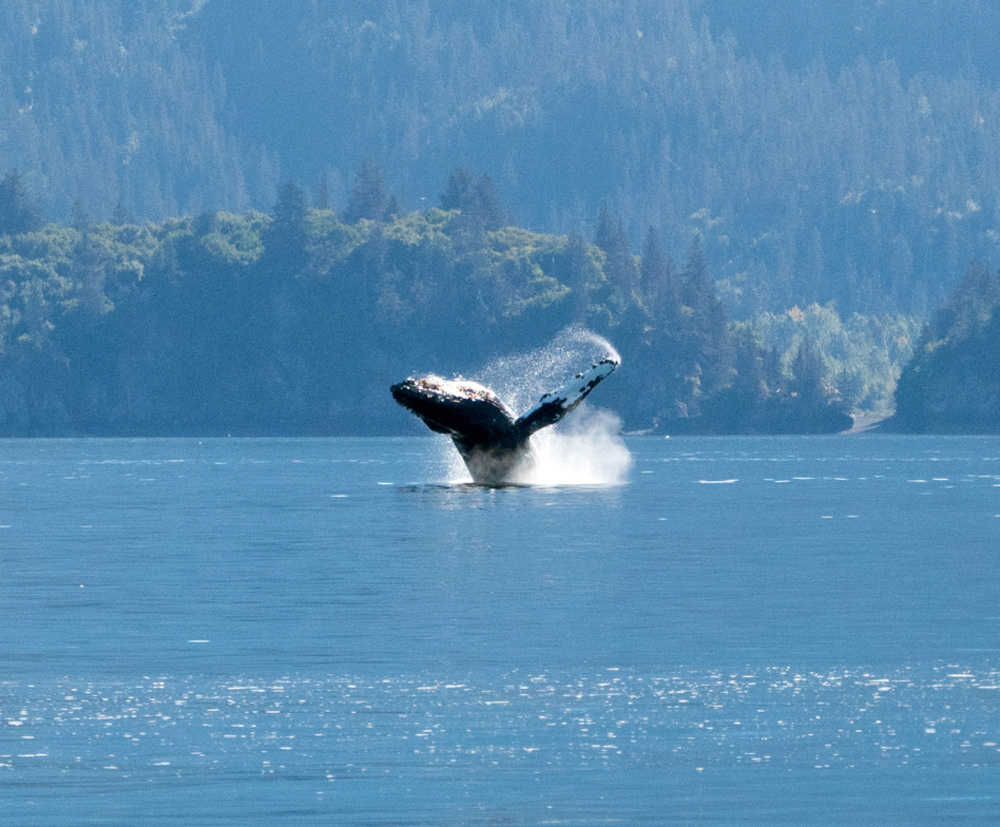 Alaska Whale Tours Special Rates 1000