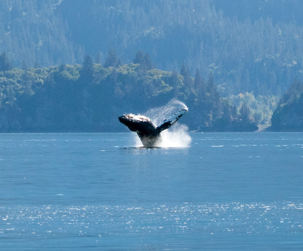 Alaska Whale Tours