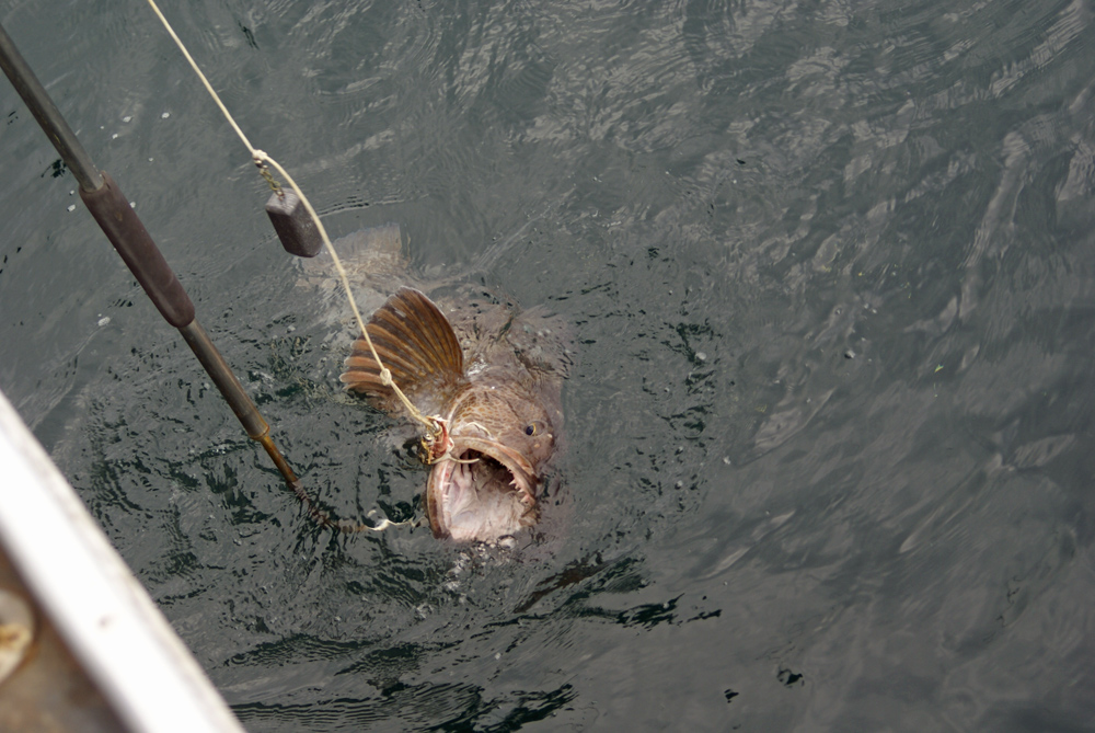 Awesome Ling Cod