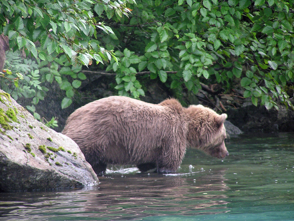 Bear Focused On Fish In Alaska 1000