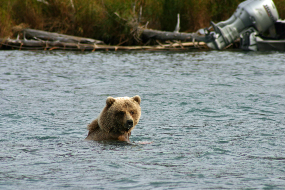 Bear Gets Interrupted While Fishing In Alaska