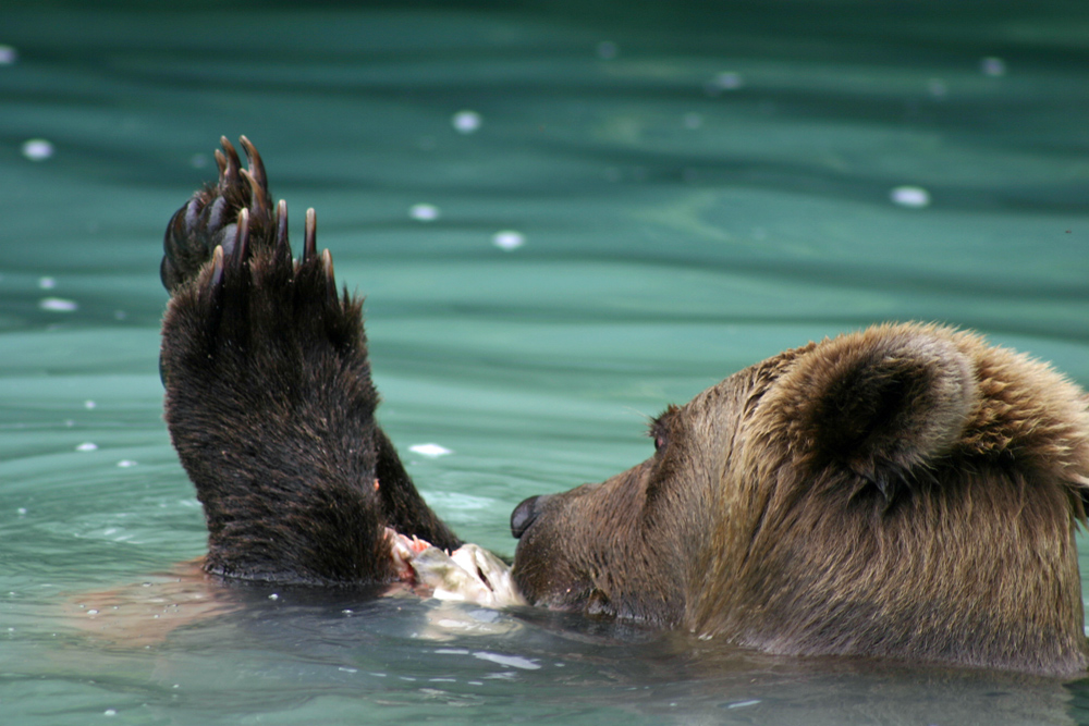 Bear Giving Thanks For Food In Alaska 1000