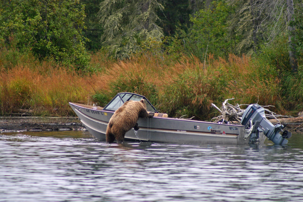 Bear Raids Boat In Alaska