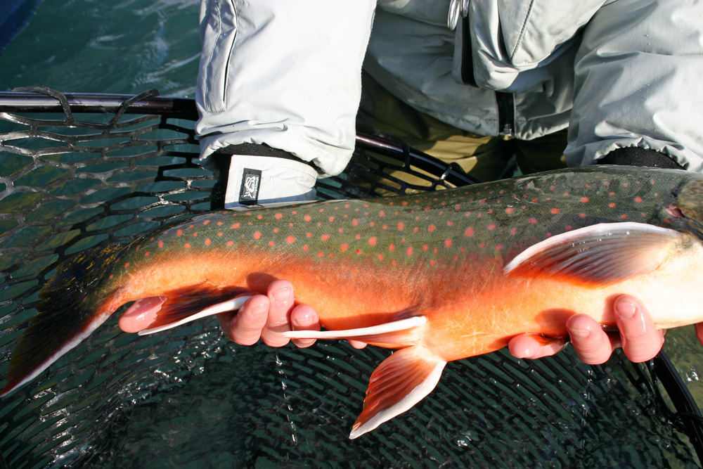 Dolly Varden Colors