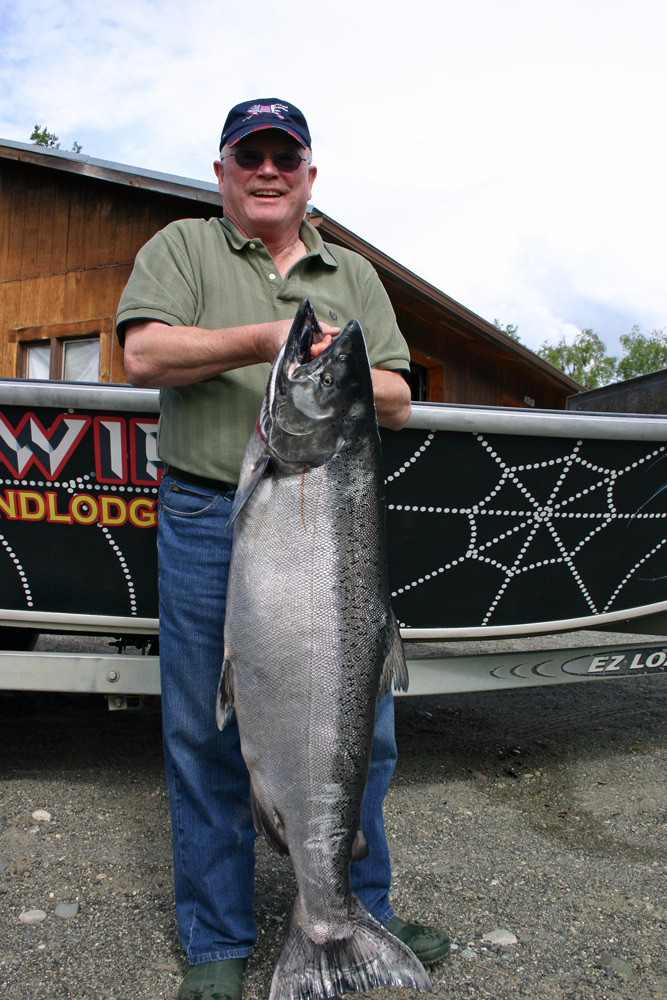 Big Alaska Chinook Salmon Kenai River Alaska