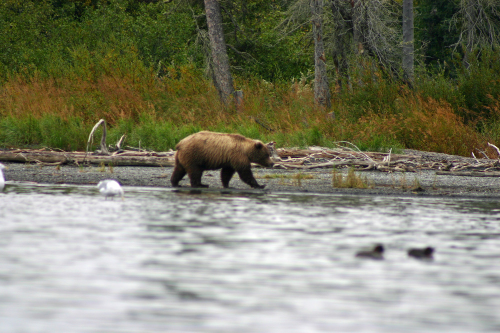 Big Bear Walking Alaska Beach