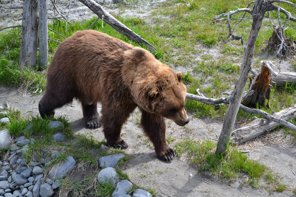 Big Brown Bear Walking On Alaska Trail 1000