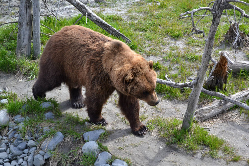 Big Brown Bear Walking On Alaska Trail