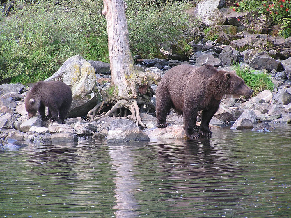 Big bear sow