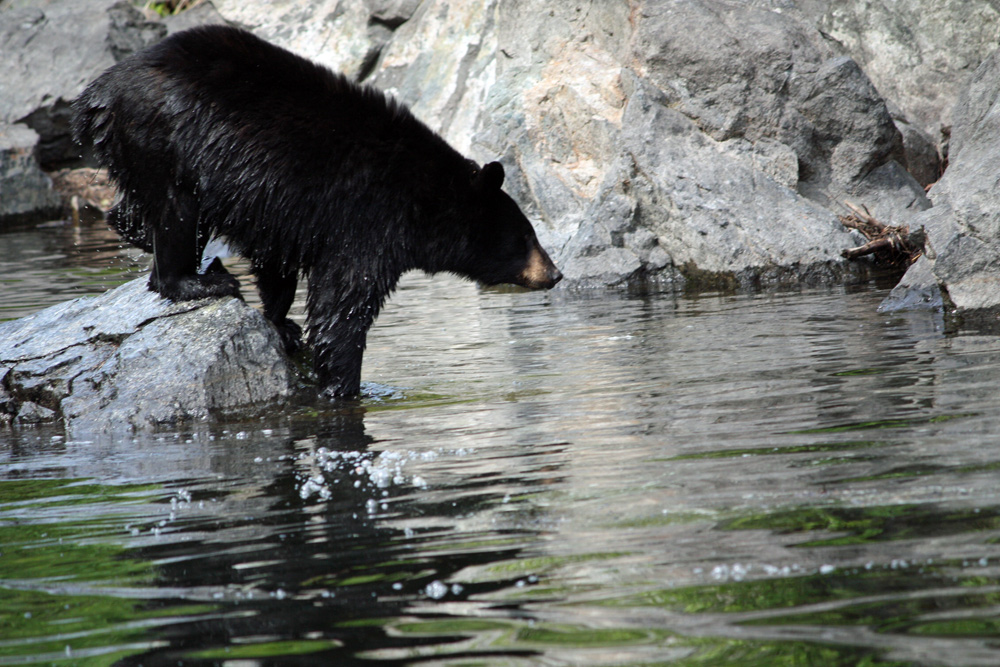 Black Bear Fishing In Alaska