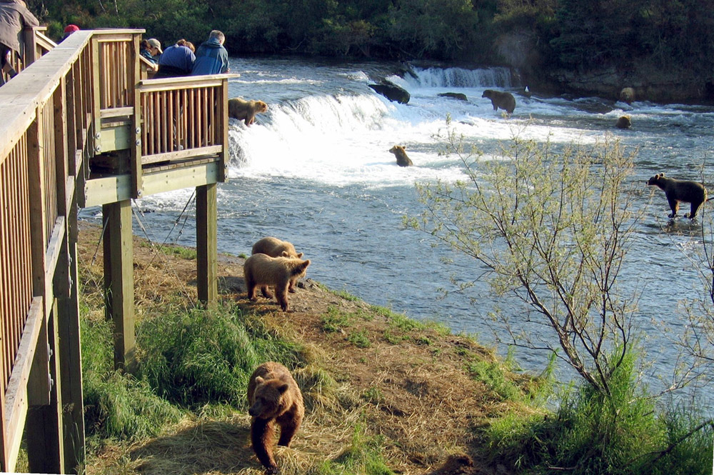 Brooks Camp Bear Viewing