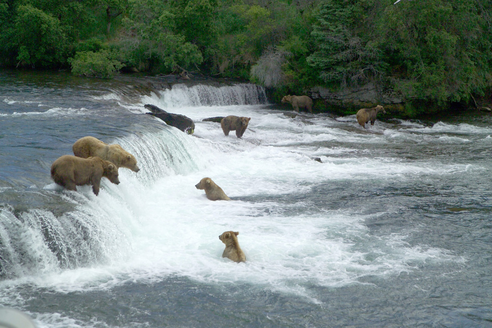 Brooks Falls Bears Katmai National Park 1000