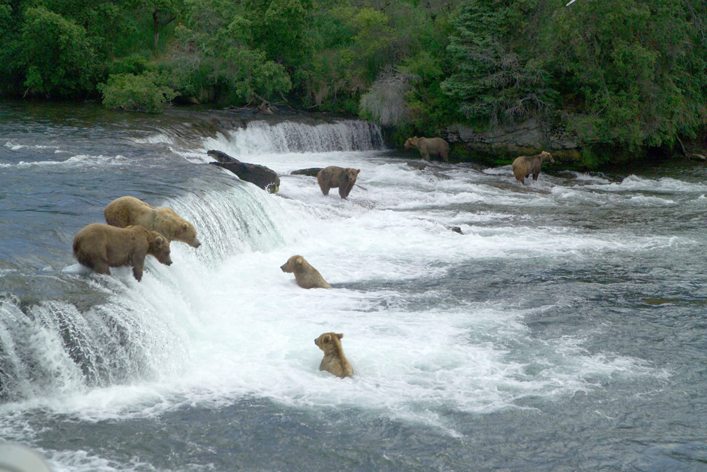 Brooks Falls Bears