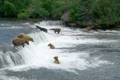 Brooks Falls Bears Katmai National Park 400