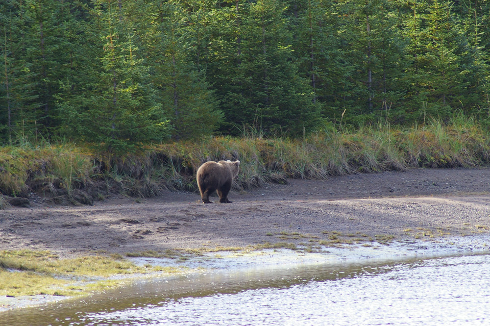 Brown Bear Beach Combing In Alaska