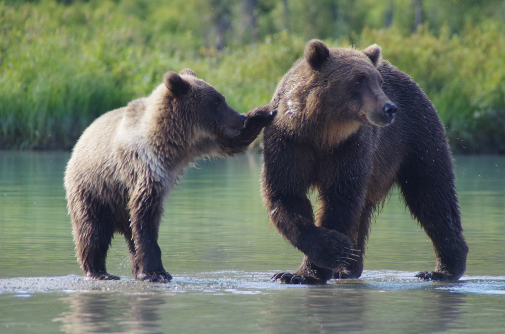 Brown Bear Cub Playing With Momma Bear