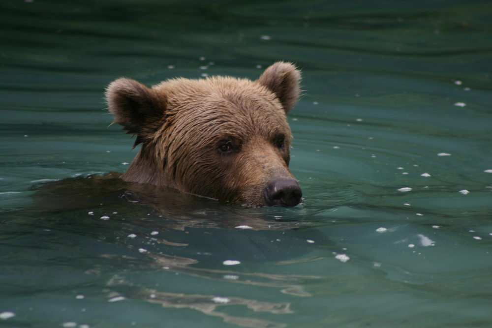 Brown Bear Swimming In Alaska