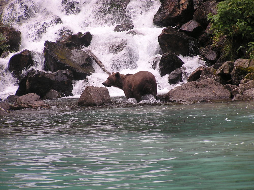 Brown Bear And Waterfall In Alaska