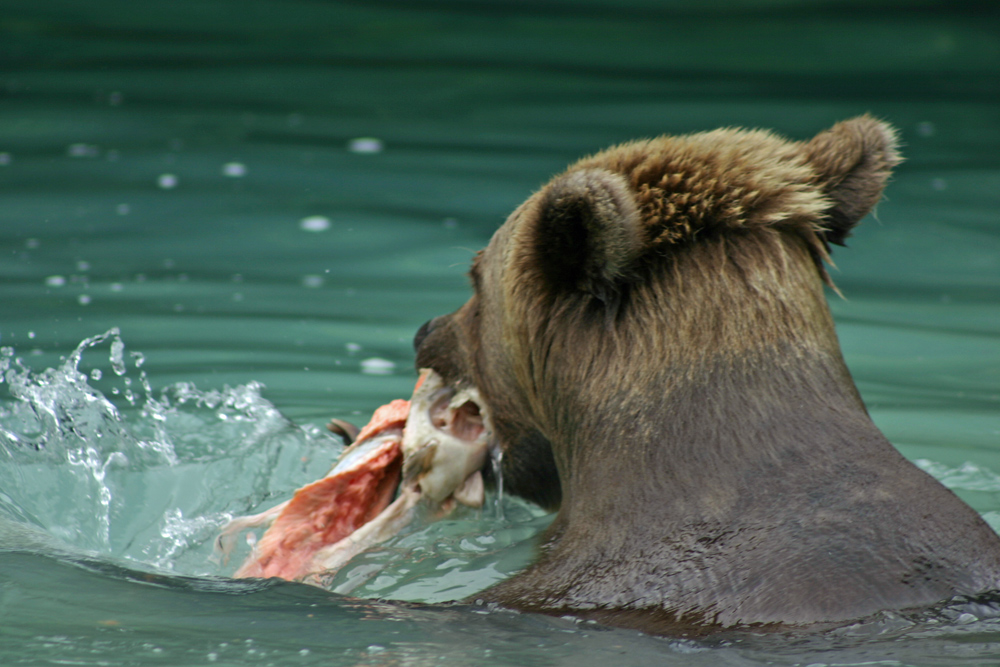 Brown bear with a fish