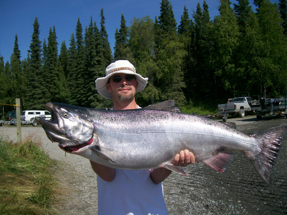 Chrome Bright King Salmon Kenai River Alaska