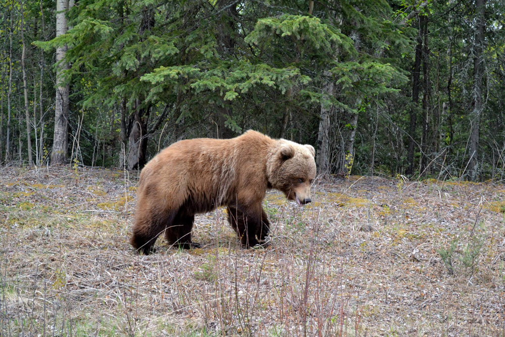Cute Furry Brown Bear In Alaska 1000