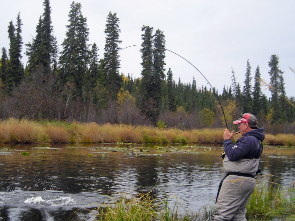Fighting Salmon In Alaska Fly Outs 1000