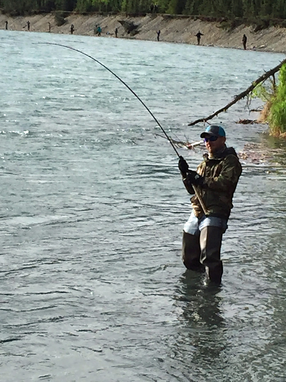 Fighting wild Sockeye