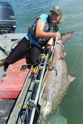 Catch monster Kenai River King Salmon