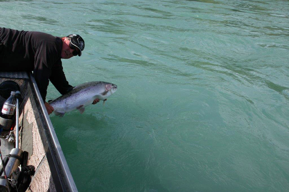 Huge trophy Rainbow Trout