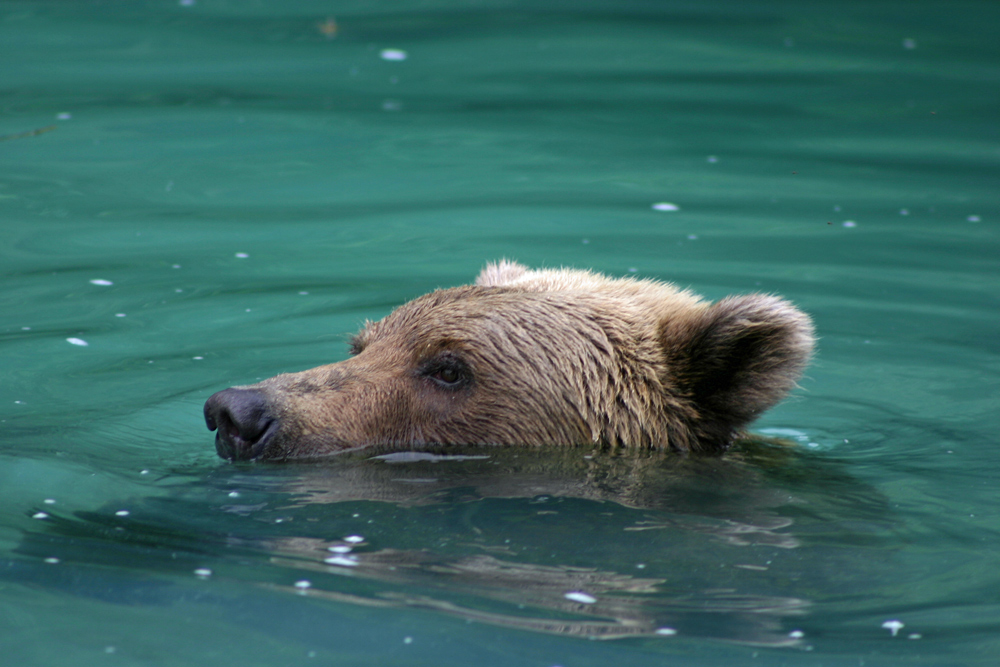 Bear in the water