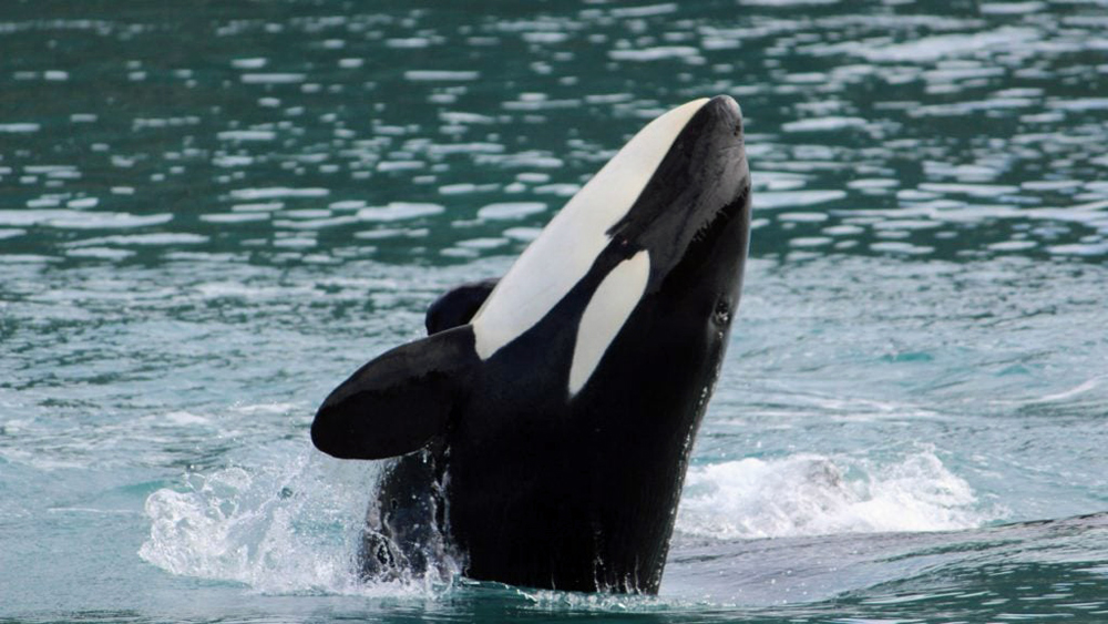 Killer Whale Jumping