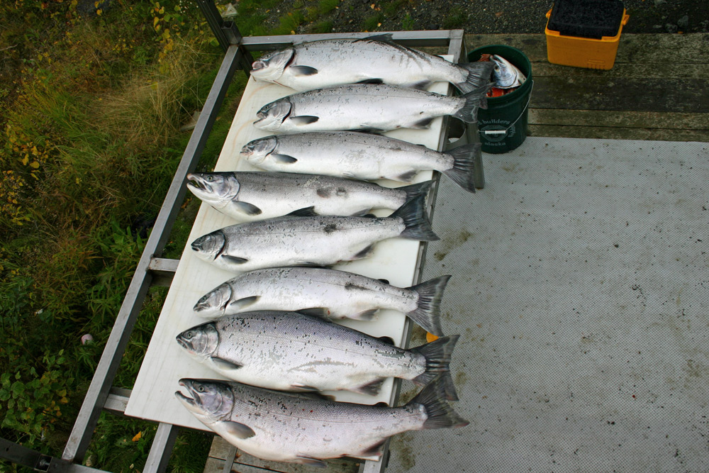 Limit Of Kenai River Silver Salmon Yee Haw 1000