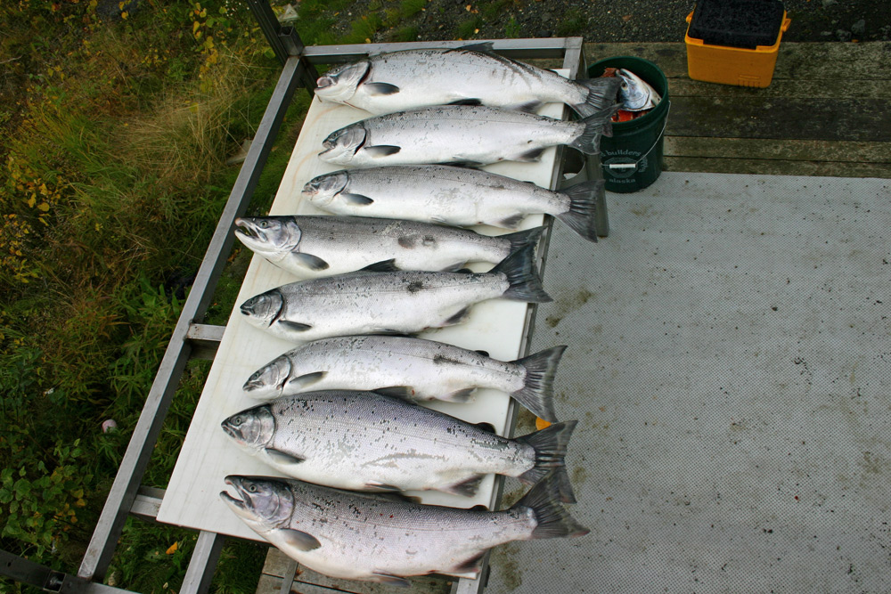 Limit of Kenai Silvers