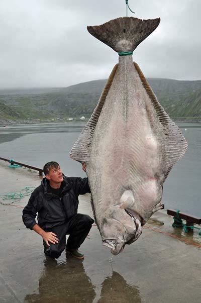 Alaska Halibut Fishing Charters