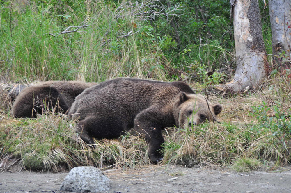 Bear family resting