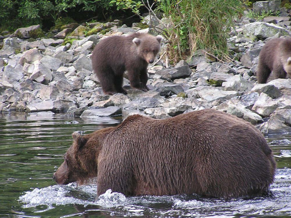 Momma bear with cubs