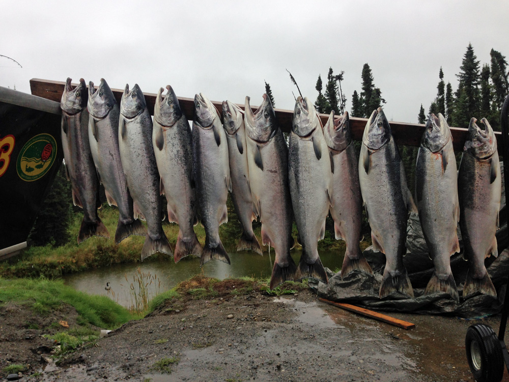 Nice Coho Limit With Alaska Fishing And Lodging Kenai River 1000