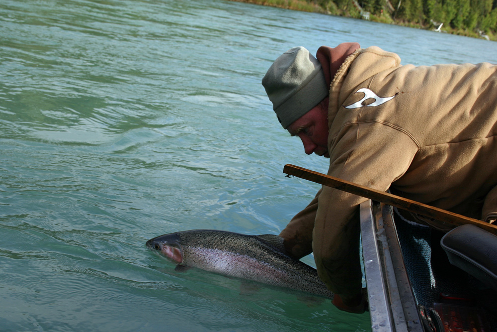 Releasing da Rainbow Trout