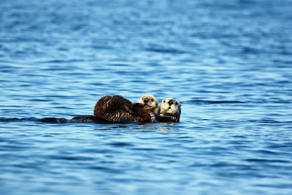 Sea Otter With Pup In Alaska 1000